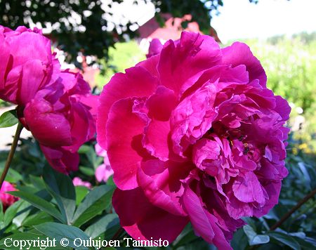 Paeonia lactiflora 'Red Sarah Bernhardt', kiinanpioni